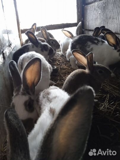 Кролики 4-5м