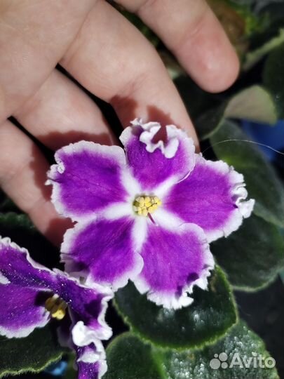 Фиалки цветущие в горшке