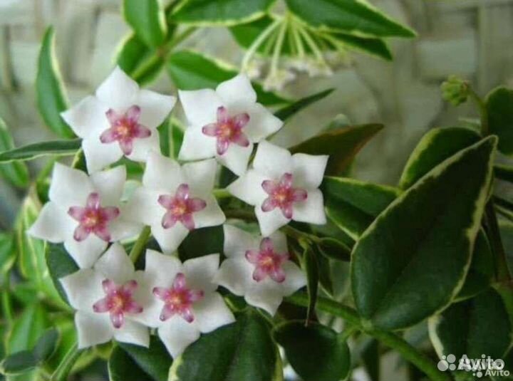 Хойи Белла альба, Обовата сплеш