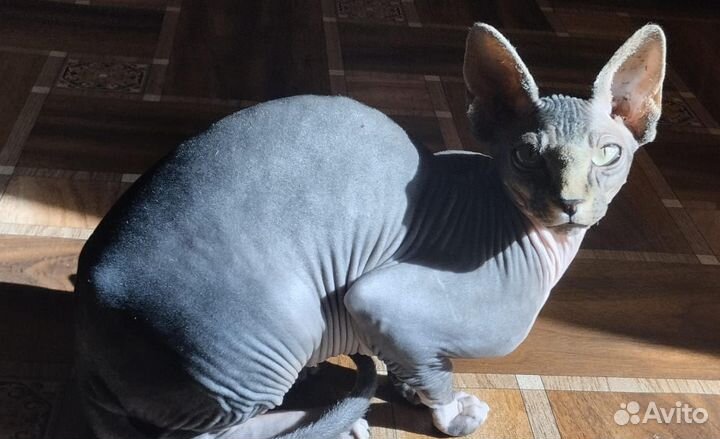 Канадский сфинкс девочка