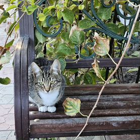 Молодые кошечки в добрые руки