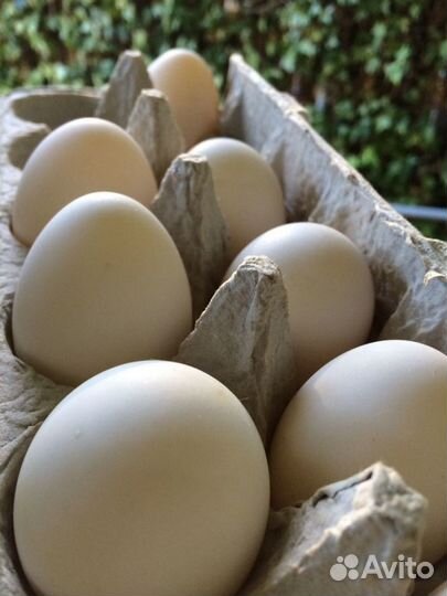 Яйца домашние утинные