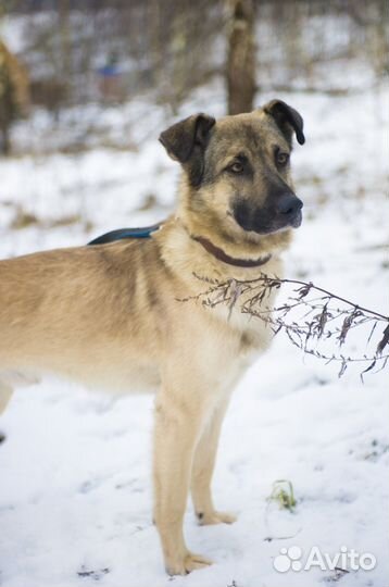 Отдам собаку в добрые руки