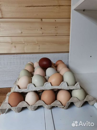 Яйцо куриное