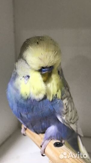 Продаются ввп -Чехи