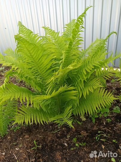 Папоротник