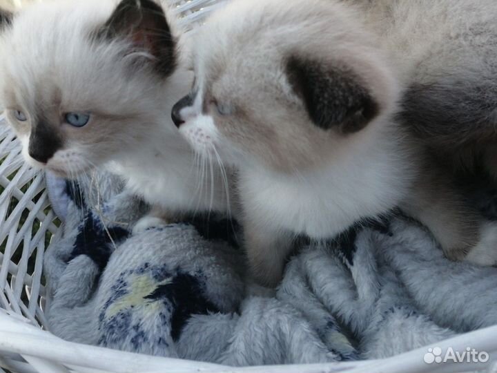 Продам милашек