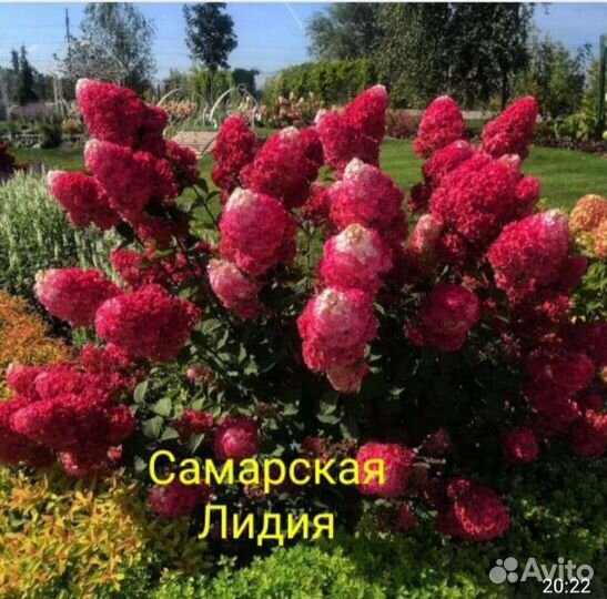 Гортензия