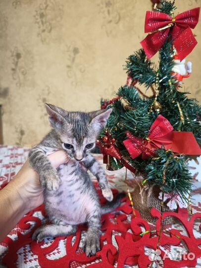 Донской сфинкс велюр