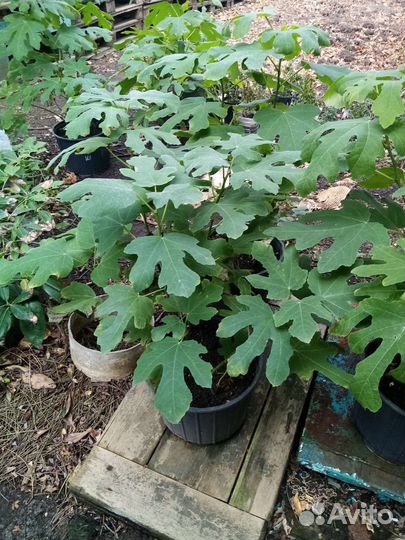 Саженцы экзотических растений