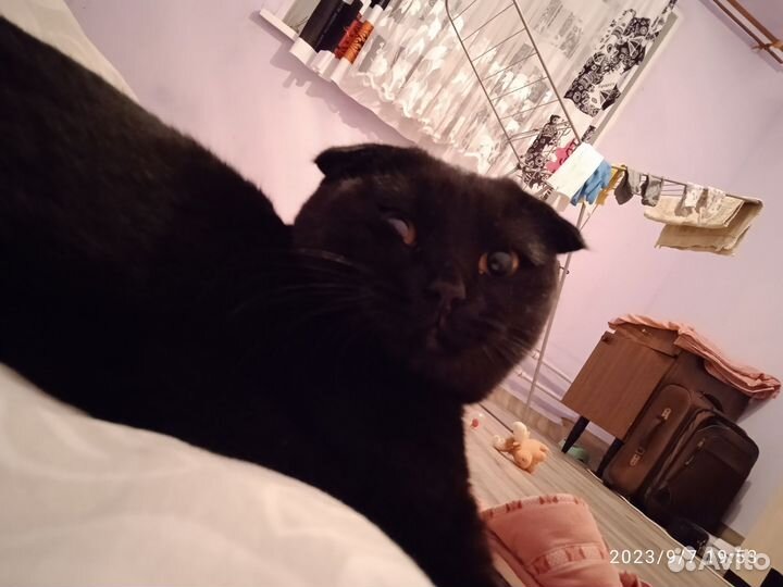 Шотландские вислоухие котята черные