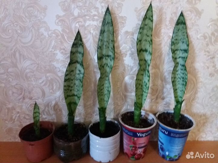 Сансевиерии разные большие и молодые растения