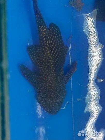 Сом Парчовый птеригоплихт