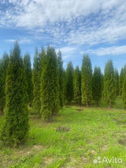 Туи Колумна 2,5 - 4,5 м