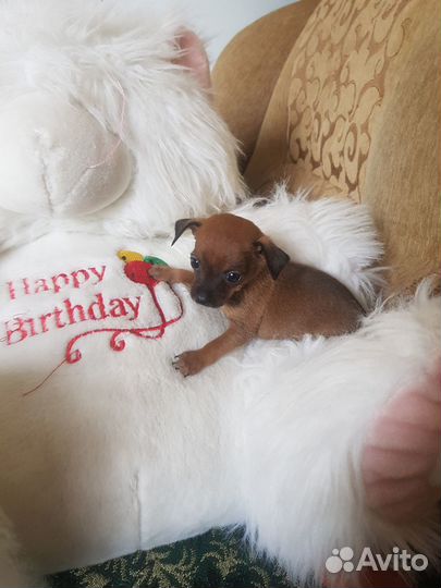 Мини той-терьер щенки