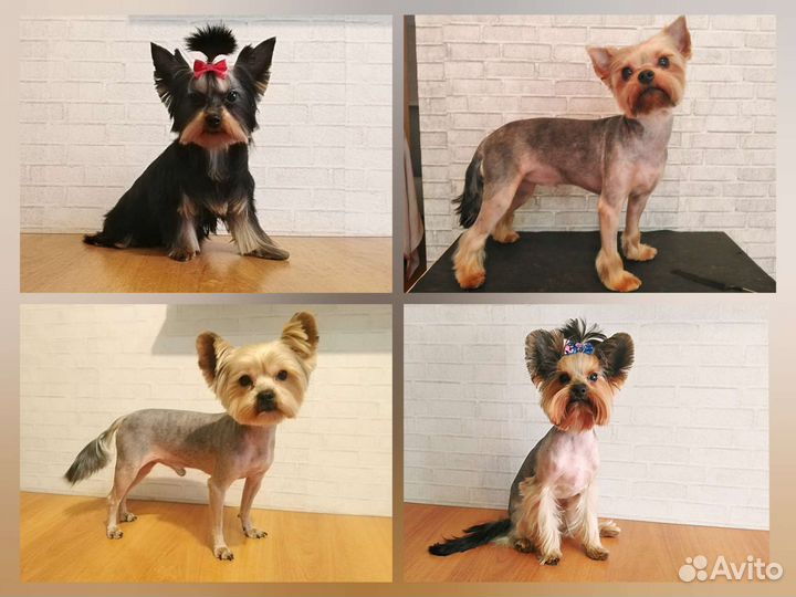 Стрижка кошек и собак выезд в любой район