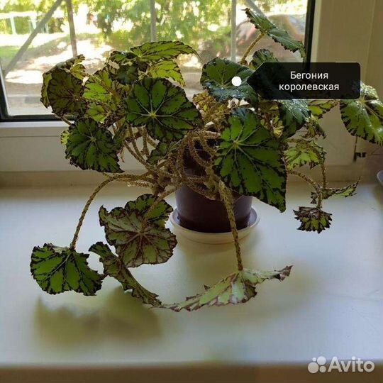 Комнатные цветы отростки