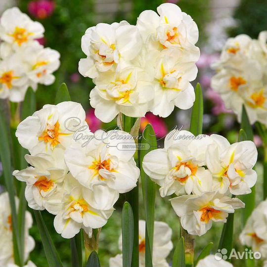Сортовые нарциссы