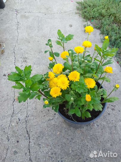 Герани и хризантема