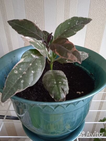 Комнатные цветы