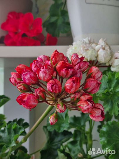 Пеларгония герань Victoria Andrea тюльпановидная