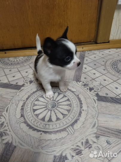 Щенки чихуахуа