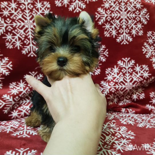 Йоркширский терьер мини девочка