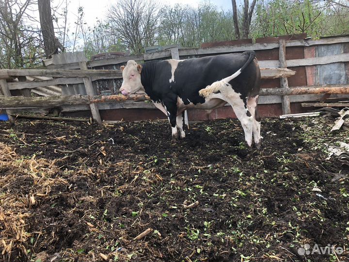 Бык сементал