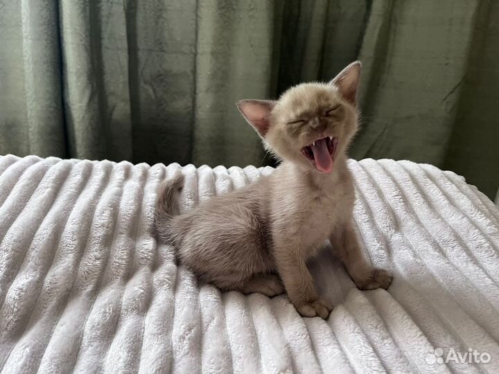 Бурманская