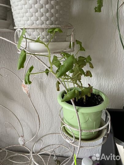 Отдаю комнатные цветы бесплатно