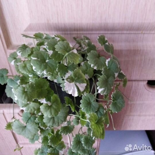 Будра вариегатная