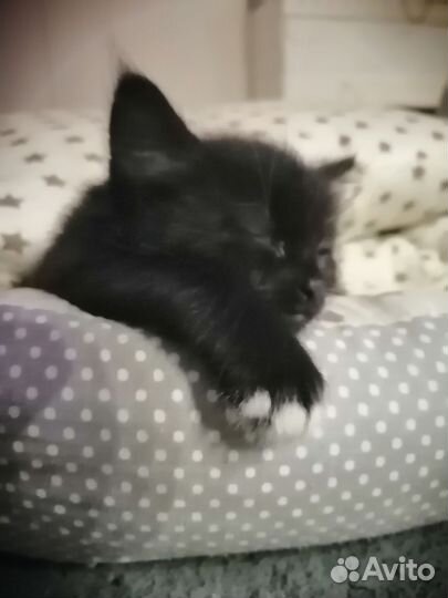 Кошка в дар бесплатно