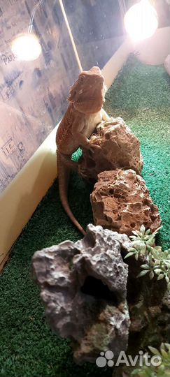 Террариум для рептилий бу