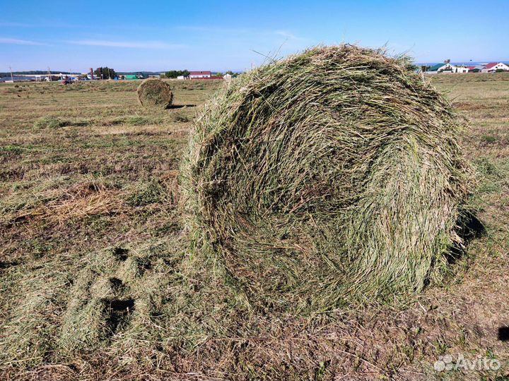 Сено люцерны в рулонах