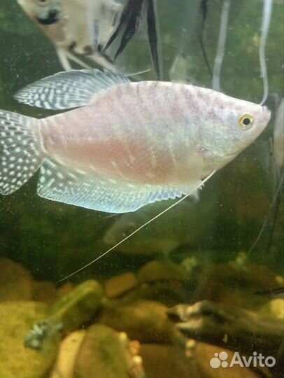 Коридорас альбинос 30р