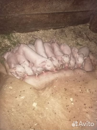 Поросята ландрас