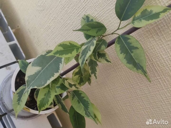 Фикус Бенджамина