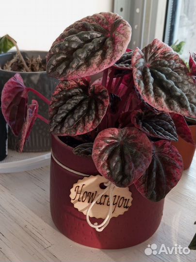 Пеперомия Абрикос