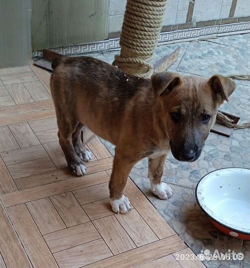 Собака в добрые руки щенок мальчик