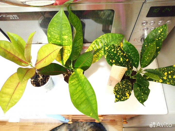 Кротон взрослый и детки