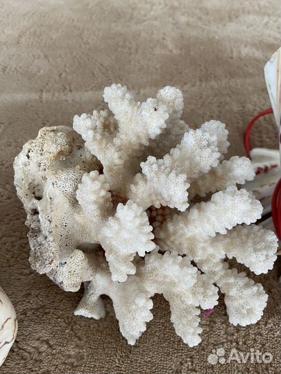 Ракушки декор