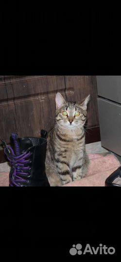 Европейская, котик