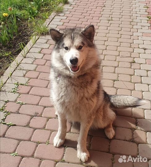 Продаётся маламут девочка, возраст 1 год