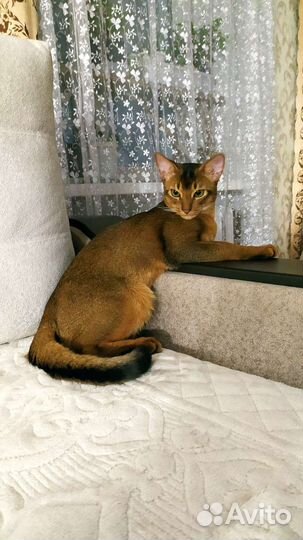 Абиссин кот вязка