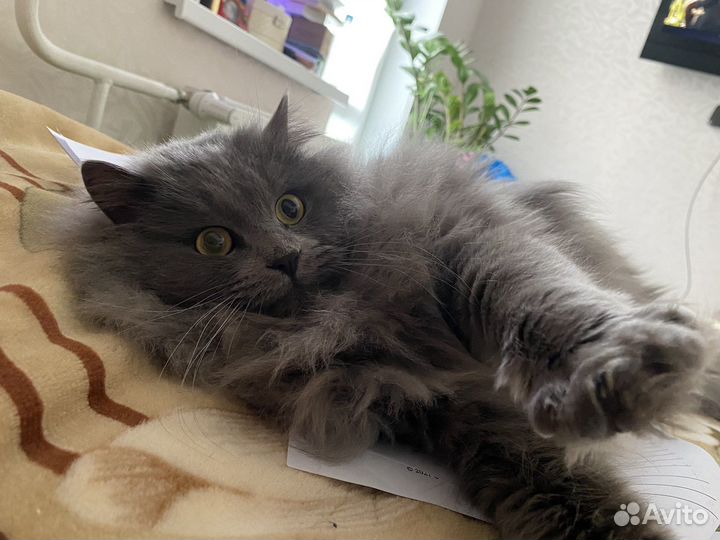 Отдам кота в добрые руки