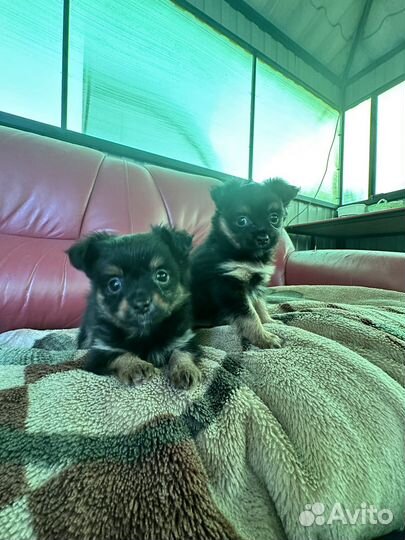 Той-терьер щенки