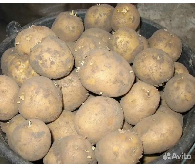 Продам семянной картофель