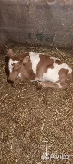 Бычки и быки