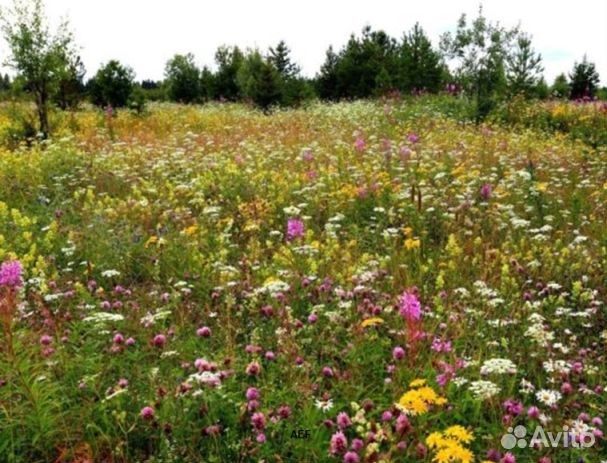 Мёд 24 года из Алтая оптом