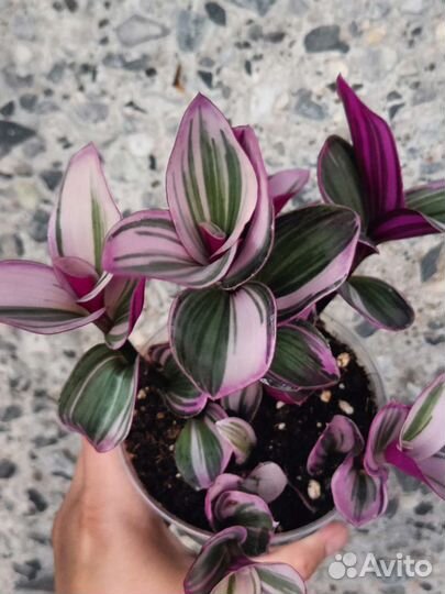 Традесканции сортовые